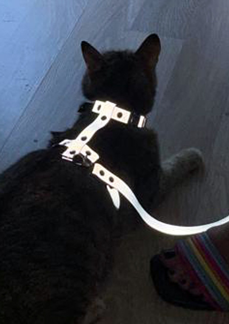 Kedi Harness
