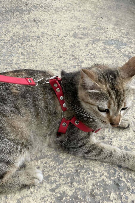 Deri Kedi Harness , Kedi Gezdirme Tasması - NPC005 - 5