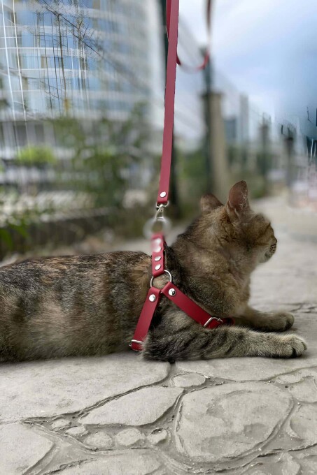 Deri Kedi Harness , Kedi Gezdirme Tasması - NPC005 - 2