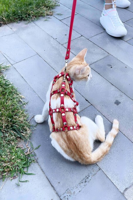 Full Body Kedi Harness, Kedi Gezdirme Tasması, Kedi Sokak Tasması - NPC011 - 4