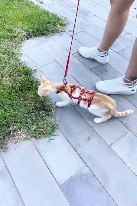Full Body Kedi Harness, Kedi Gezdirme Tasması, Kedi Sokak Tasması - NPC011 - 1