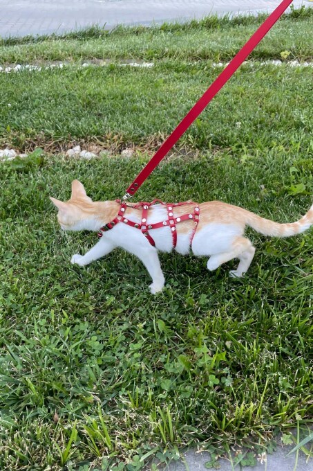 Full Body Kedi Harness, Kedi Gezdirme Tasması, Kedi Sokak Tasması - NPC011 - 3