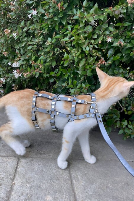 Renkli Reflektör Karanlıkta Parlayan Şık Kedi Harness, Kedi Yürüme Tasması, Kedi Güvenlik Tasması - NPC011 - 1