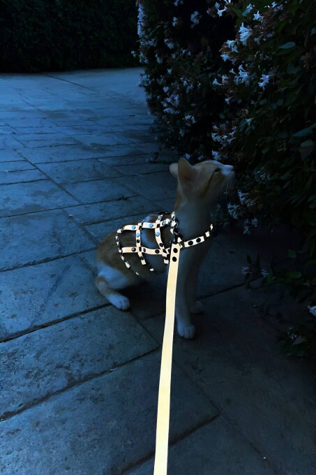 Renkli Reflektör Karanlıkta Parlayan Şık Kedi Harness, Kedi Yürüme Tasması, Kedi Güvenlik Tasması - NPC011 - 2
