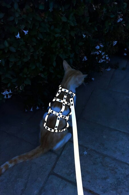 Karanlıkta Parlayan Reflektörlü Şık Kedi Harness, Kedi Yürüme Tasması, Kedi Güvenlik Tasması - NPC011 - 3
