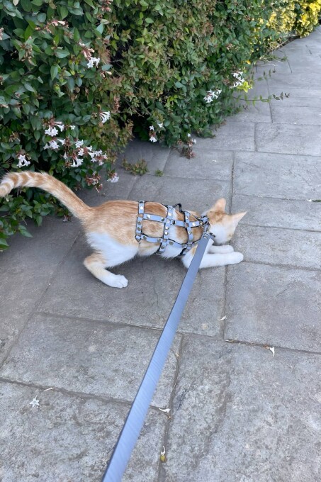 Renkli Reflektör Karanlıkta Parlayan Şık Kedi Harness, Kedi Yürüme Tasması, Kedi Güvenlik Tasması - NPC011 - 4