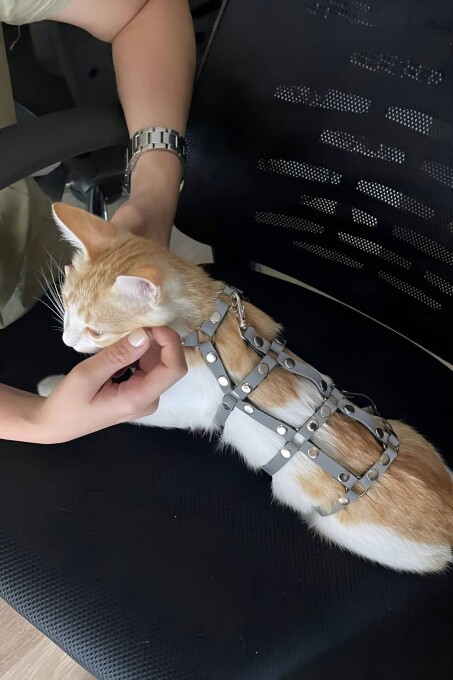 Renkli Reflektör Karanlıkta Parlayan Şık Kedi Harness, Kedi Yürüme Tasması, Kedi Güvenlik Tasması - NPC011 - 6