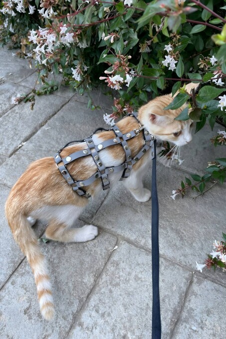 Renkli Reflektör Karanlıkta Parlayan Şık Kedi Harness, Kedi Yürüme Tasması, Kedi Güvenlik Tasması - NPC011 - 7