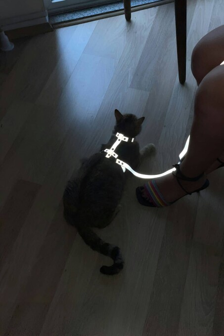 Karanlıkta Yansıyan Reflektörlü Kedi Harness, Özel Tasarım Kedi Harness - NPC007 - 1