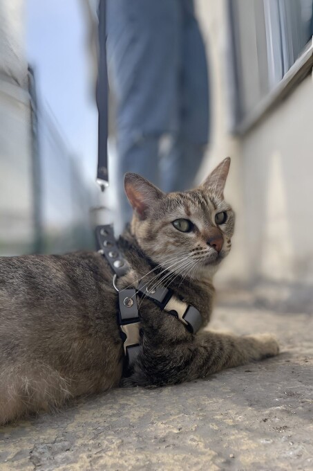 Karanlıkta Yansıyan Reflektörlü Kedi Harness , Özel Tasmalı Kedi Harness - NPC005 - 1